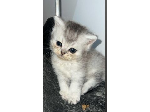 Silver ve golden british shorthair bebekler