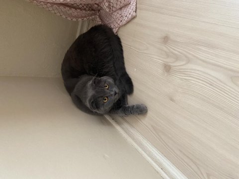 Scottish fold shorthair
