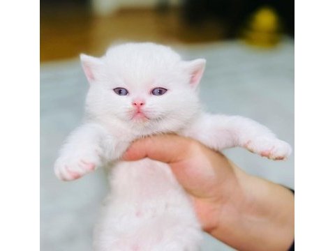 Orijinal british shorthair yavrumuz