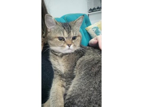 Temas bağımlısı ve uysal kedimiz
