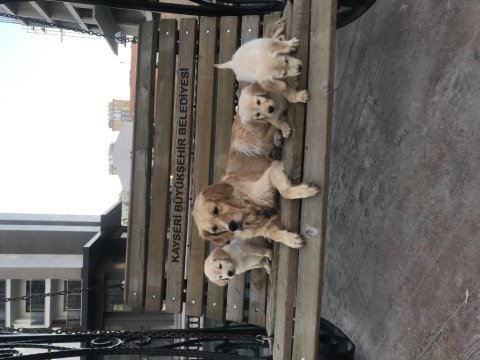 Golden retriever beyaz gülen yüz