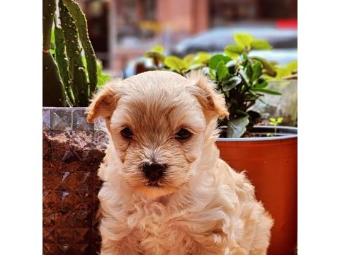 60 günlük orjinal maltipoo yavru