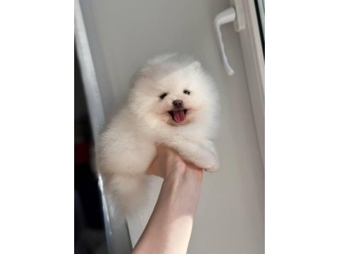 Pomeranian boo teddy bear ayi surat yavrularımız hazır