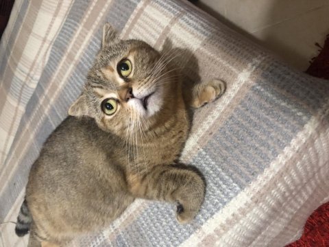 British shorthair dişi sahiplendirme ücretsiz