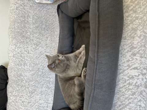 Dişi british shorthair