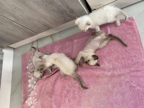 Bir buçuk aylık siyam kedisi yavrularımız