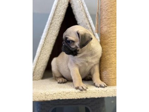 Pug mops yavrularımız