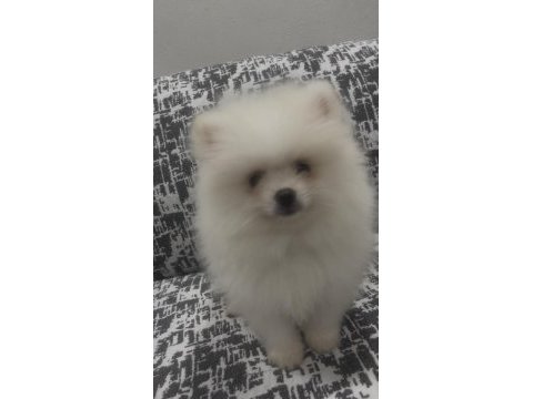 Pomeranian boo a kalite wc eğitimi var