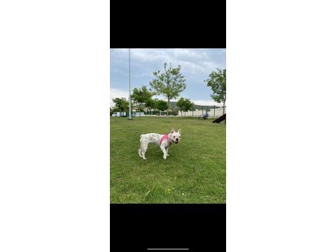 French bulldog köpeği