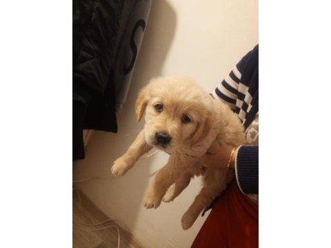 Baby face golden retriever dişi yavru