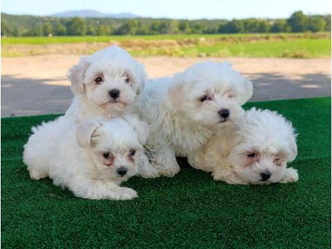 Maltese yavrularımız