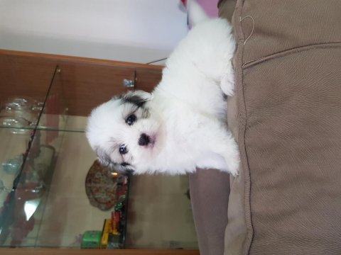 55 günlük orjinal maltese terrier yavrular
