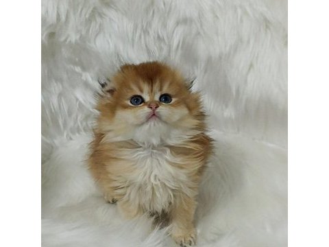 Safkan scottish fold longhair dişi yavru