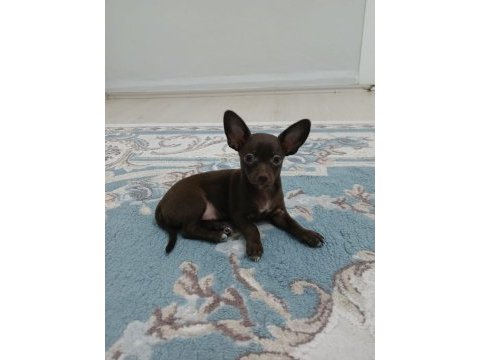 Çikolata chihuahua