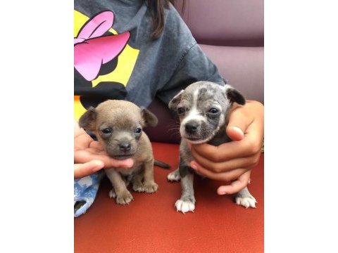 Orjinal chihuahua mavi gözlü yavru