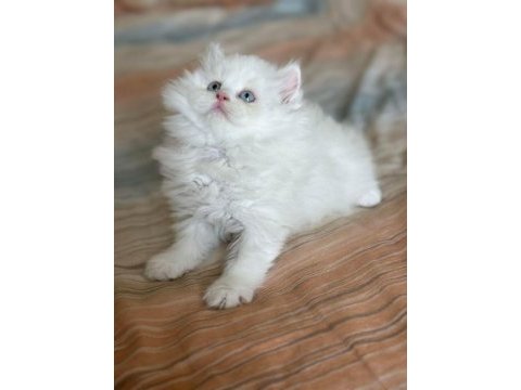 Özel top kafa blue point british longhair anne baba şecereli