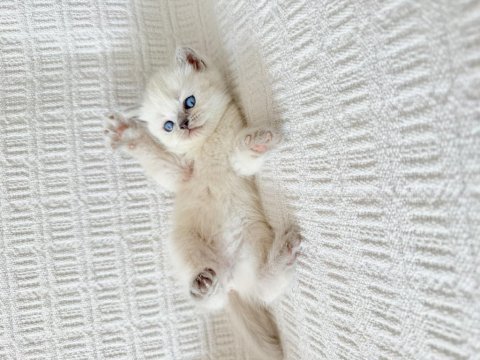 Blue point british shorthair bebekler