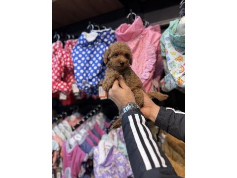 Toy poodle güzelliği