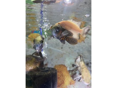 Erkut pet'den albino kaplan oscar astronot balıkları