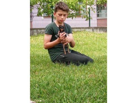3 aylık safkan dişi pinscher uyguna verilecektir