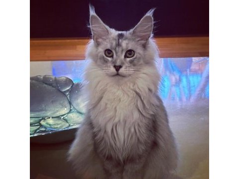 Yalnızca ömürlük tecrübeli ailelere safkan maine coon