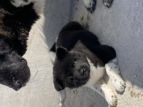 Orjinal ayı kafa şecereli amerikan akita yavrular