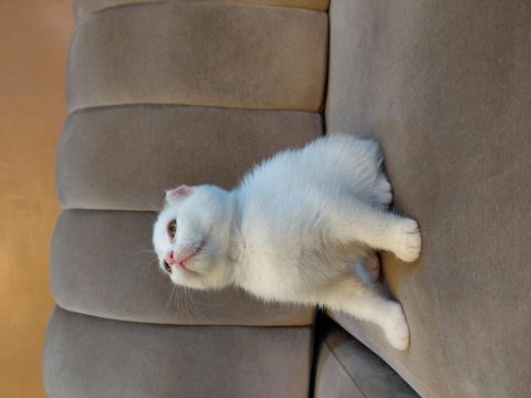 Kar beyaz scottish fold dişi