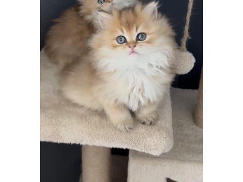 Mükemmel yurt dışı soylu british longhair kedilerim