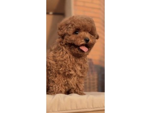 Toy poodle köpeği