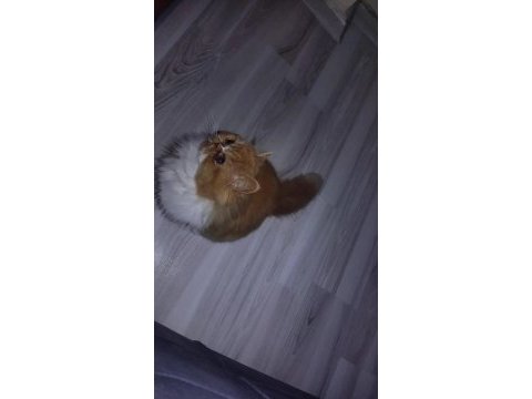 İran kedisi 4 aylık