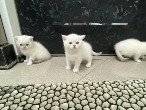 Scottish fold blue point gold