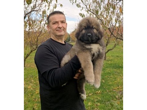 Kafkas çoban köpeği yavrumuz