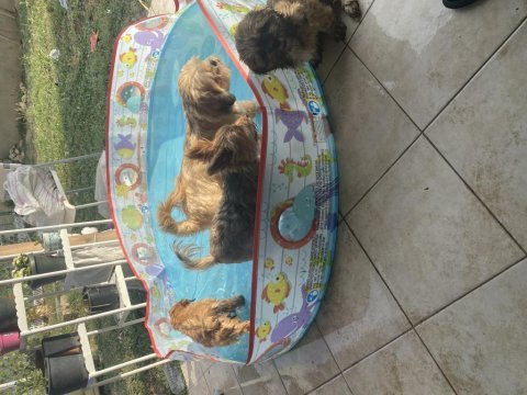 2,5 aylık güzel gözlü shih tzu kızlarım