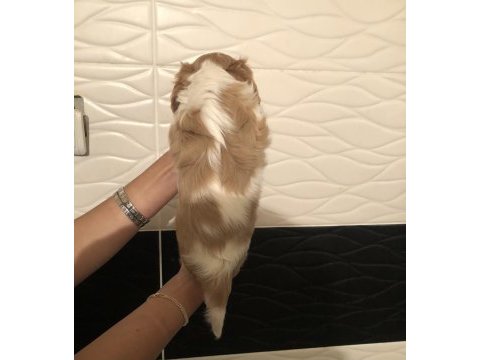 Ev ortamında aşılı cavalier king charles