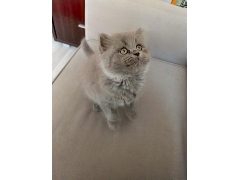Safkan british longhair prenses