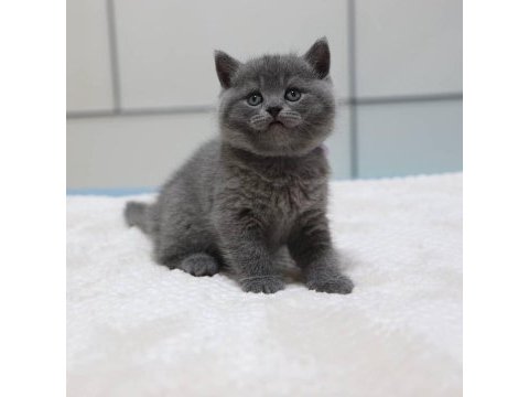 British shorthair yavruları