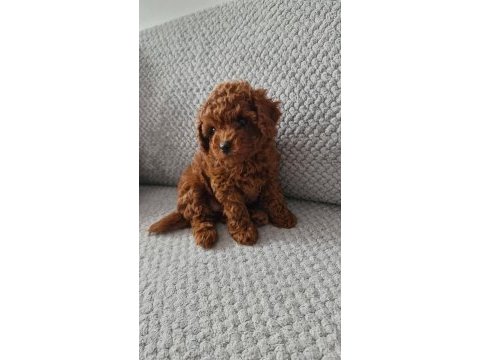 Üst segment toy poodle yavrumuz