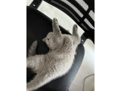 Erkek british shorthair sağlıklı oyuncu