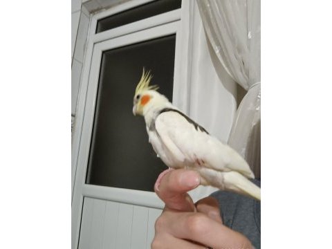 Sultan papağanı sıcak kanlı dost