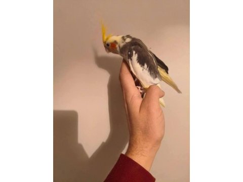 Acill satılık konuşan sultan papağanı