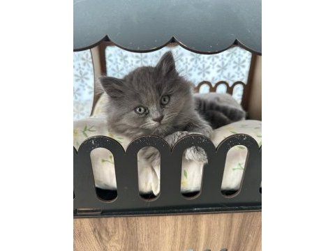 Bal gibi tatlı yavru british longhair kediler