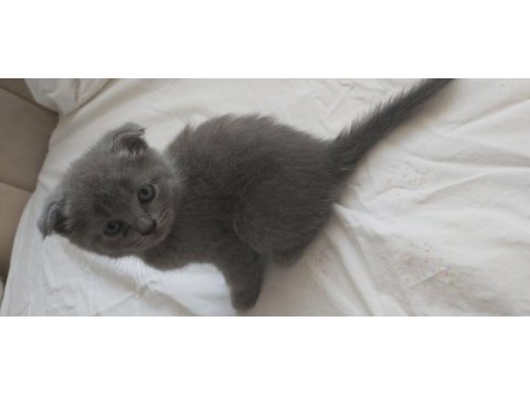 4 adet 40 günlük yavru scottish fold