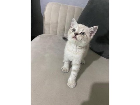 British shorthair blue point
