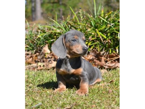 Renk renk bir çok seçenek ile egzotik dachshund