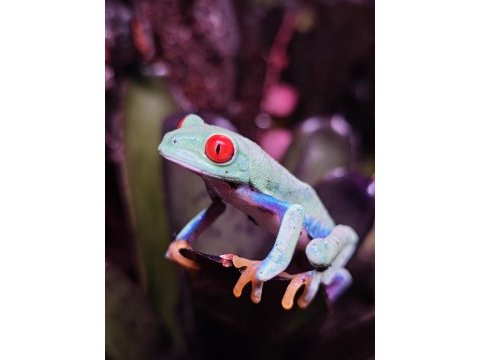 Red eye dart frog (kurbaga)