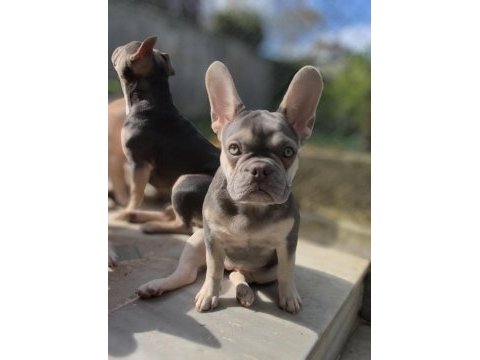 Aşılı fluffy ve ısabella taşıyıcı exotic french kızlarımız