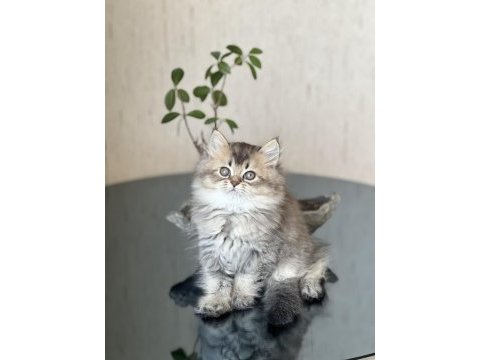 Ayı surat british longhair golden black yavrum