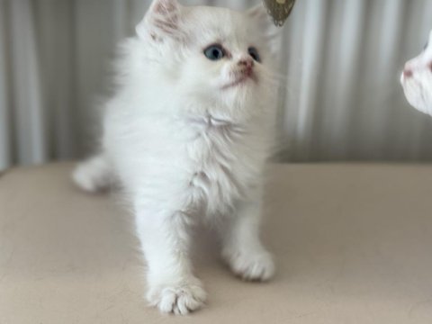Kar beyaz mavi gözlü british shorthair ve longhair