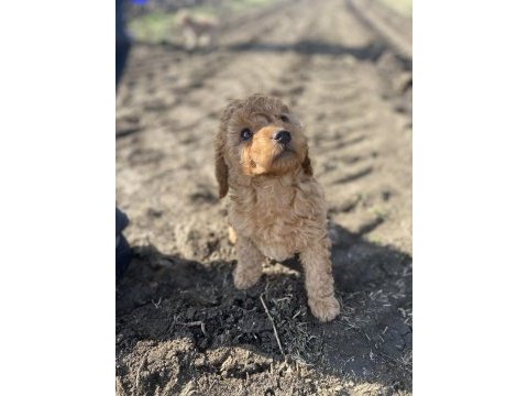 Toy poodle dişi erkek