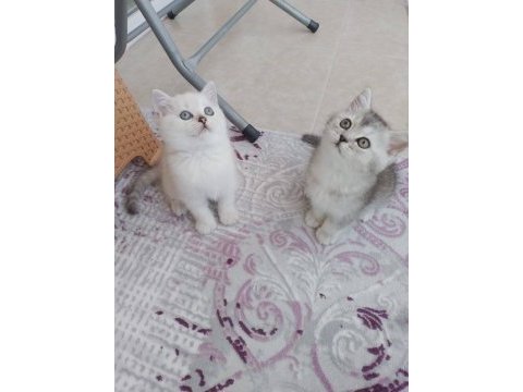 British shorthair pisi pisiler